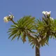 Pachypodium lamerei