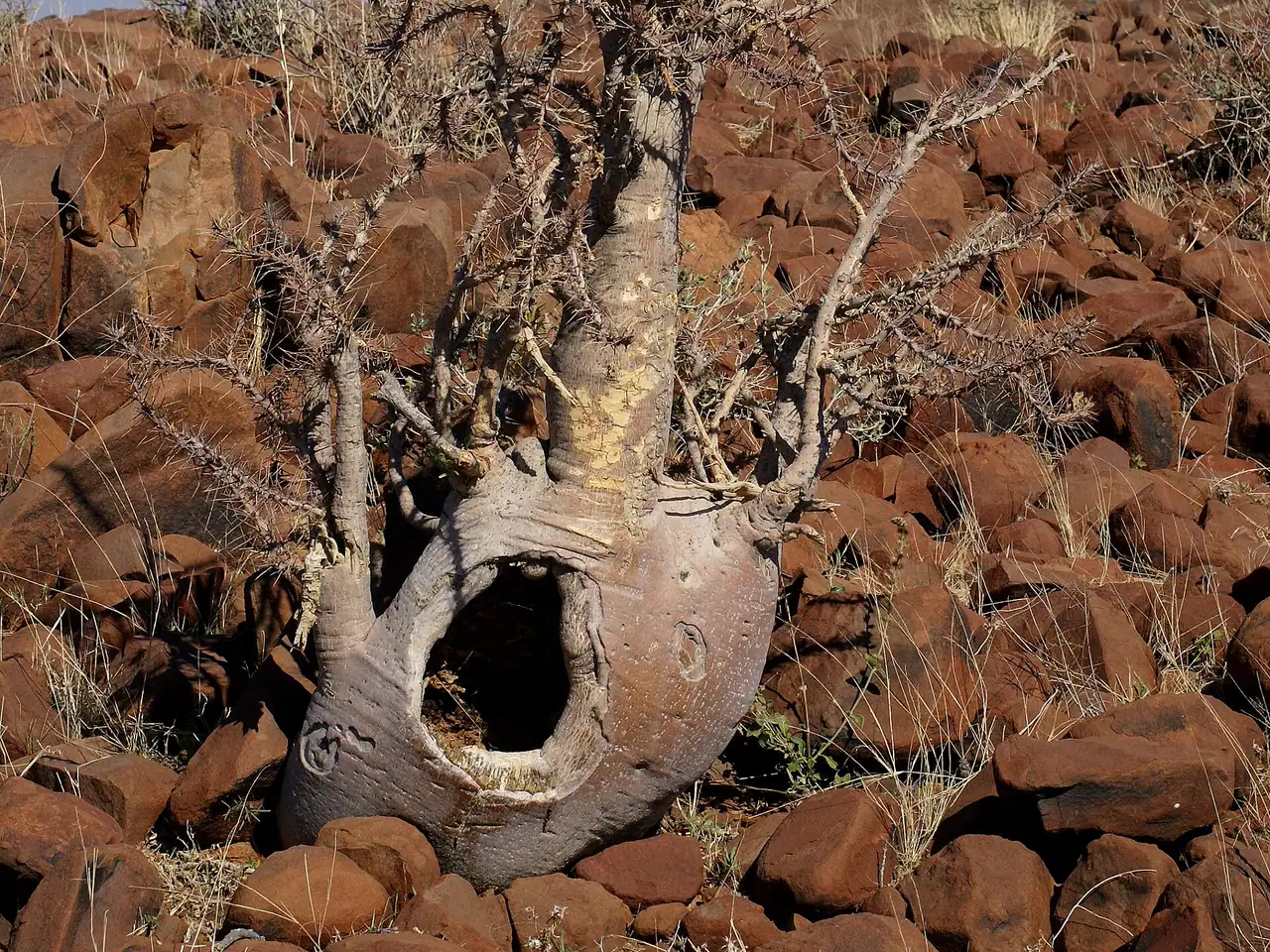 Bottle tree