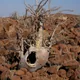 Bottle tree