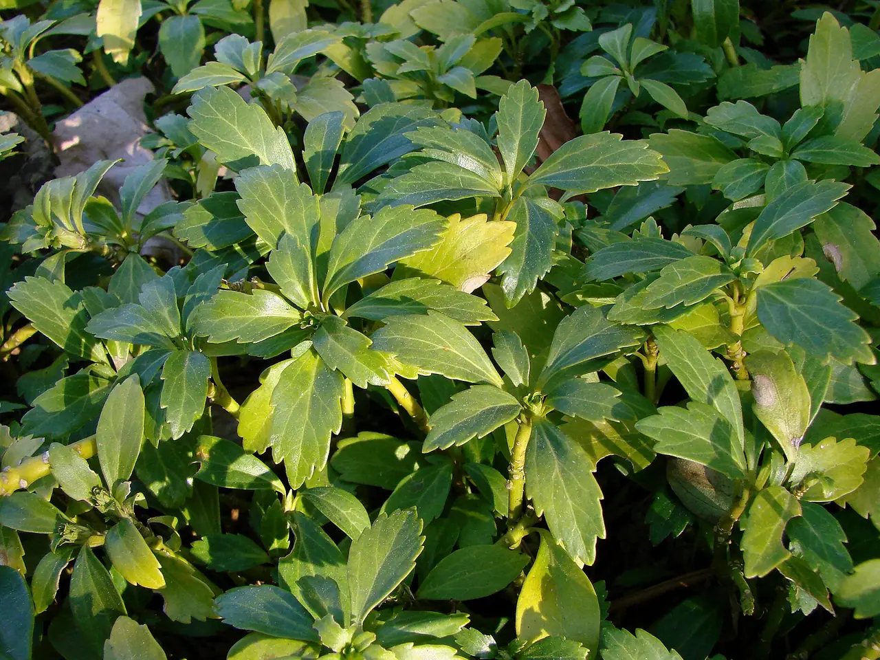 Japanese spurge