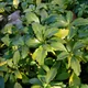 Japanese spurge
