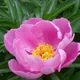 Peony
