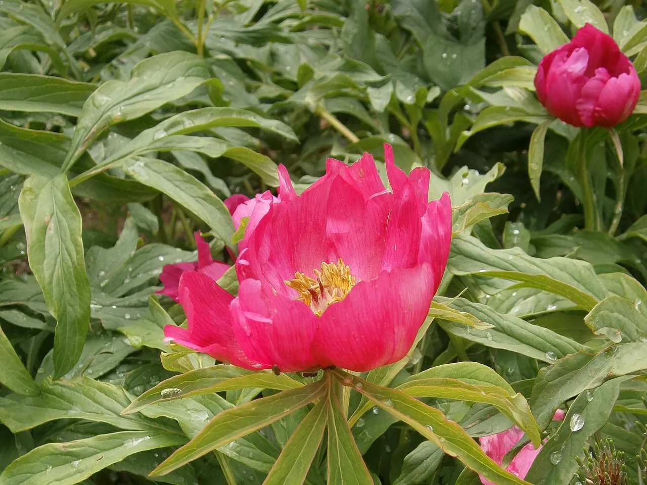 Common peony