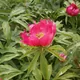 Common peony