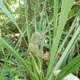 Benstonea humilis