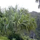Hala fruit