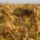 Proso millet