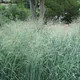 Switchgrass
