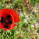 Oriental poppy