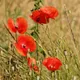 Common poppy