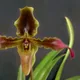 Paphiopedilum hirsutissimum