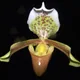 Paphiopedilum insigne