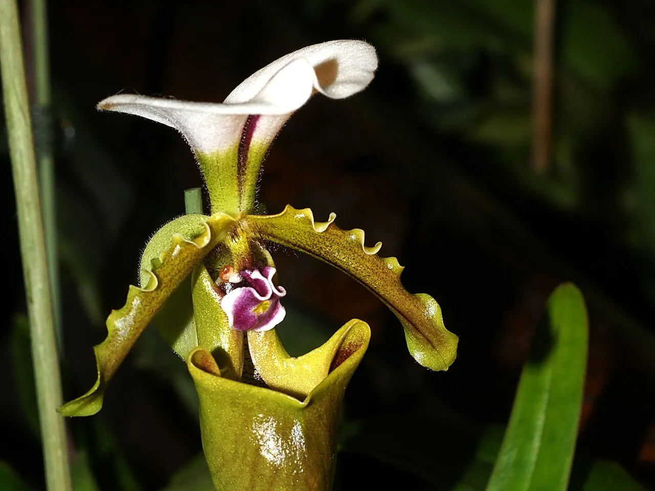 Paphiopedilum spicerianum