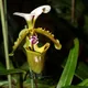 Paphiopedilum spicerianum