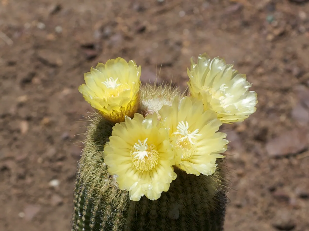 Parodia lenninghausii