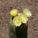 Parodia lenninghausii