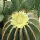 Parodia magnifica