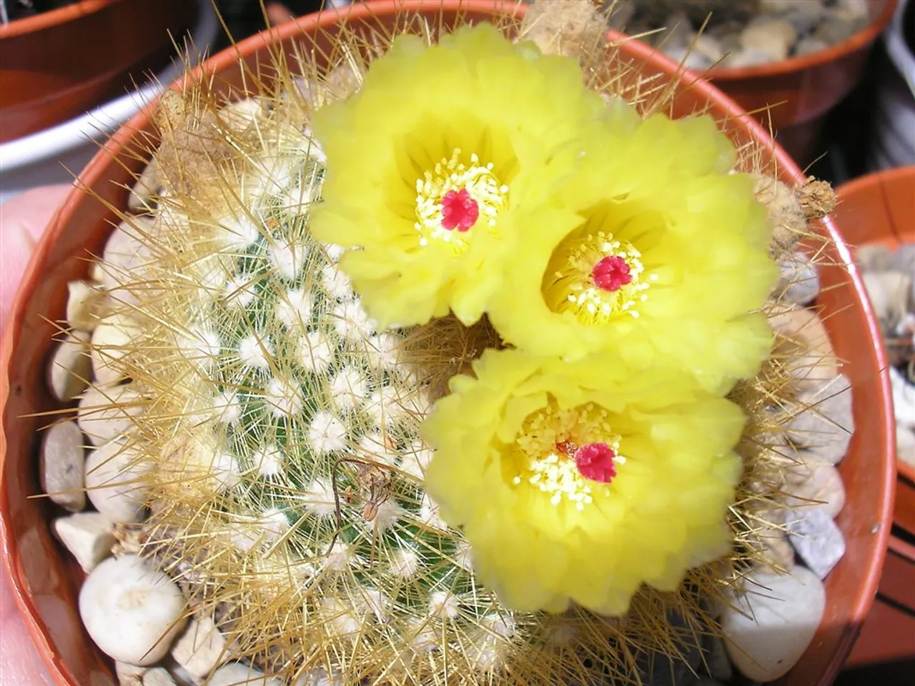 Silver ball cactus