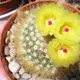 Silver ball cactus