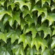 Boston ivy