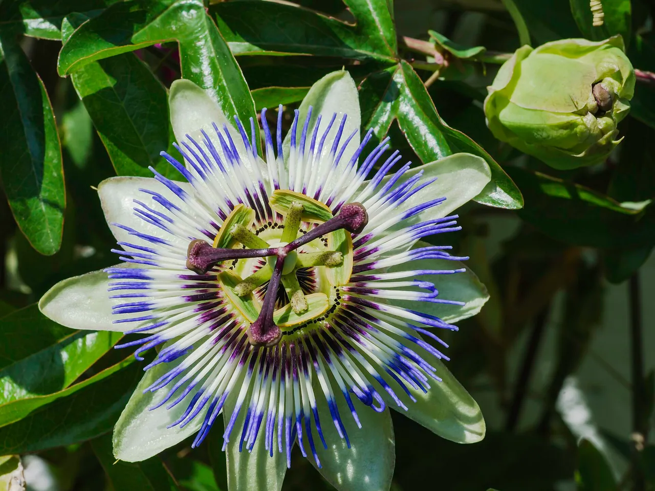 Blue passion flower
