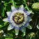 Blue passion flower