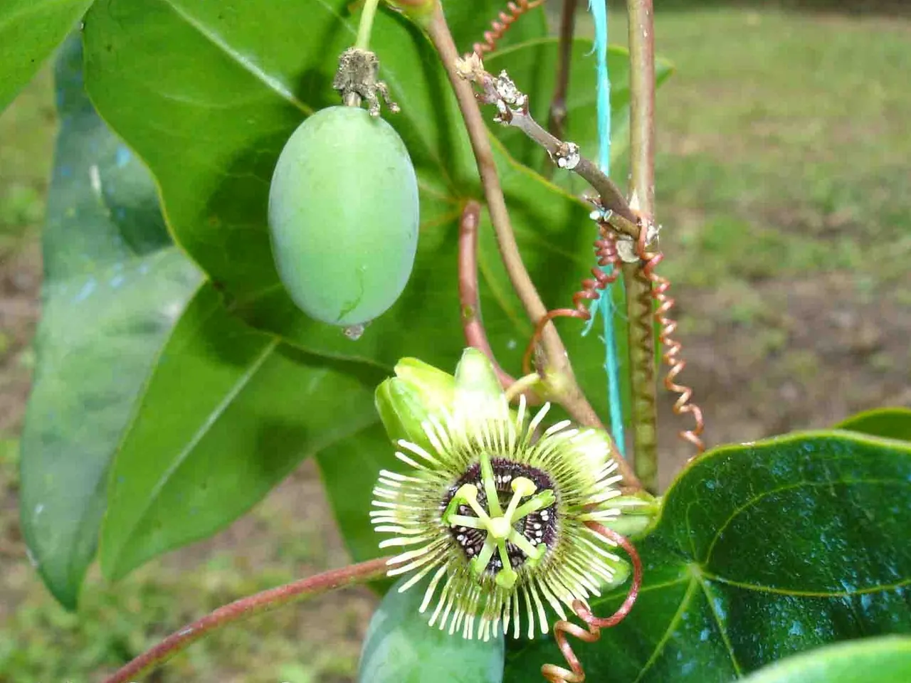 Bat Leaved Passion Flower