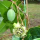 Bat Leaved Passion Flower