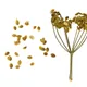 Parsnip