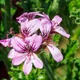 Pelargonium graveolens