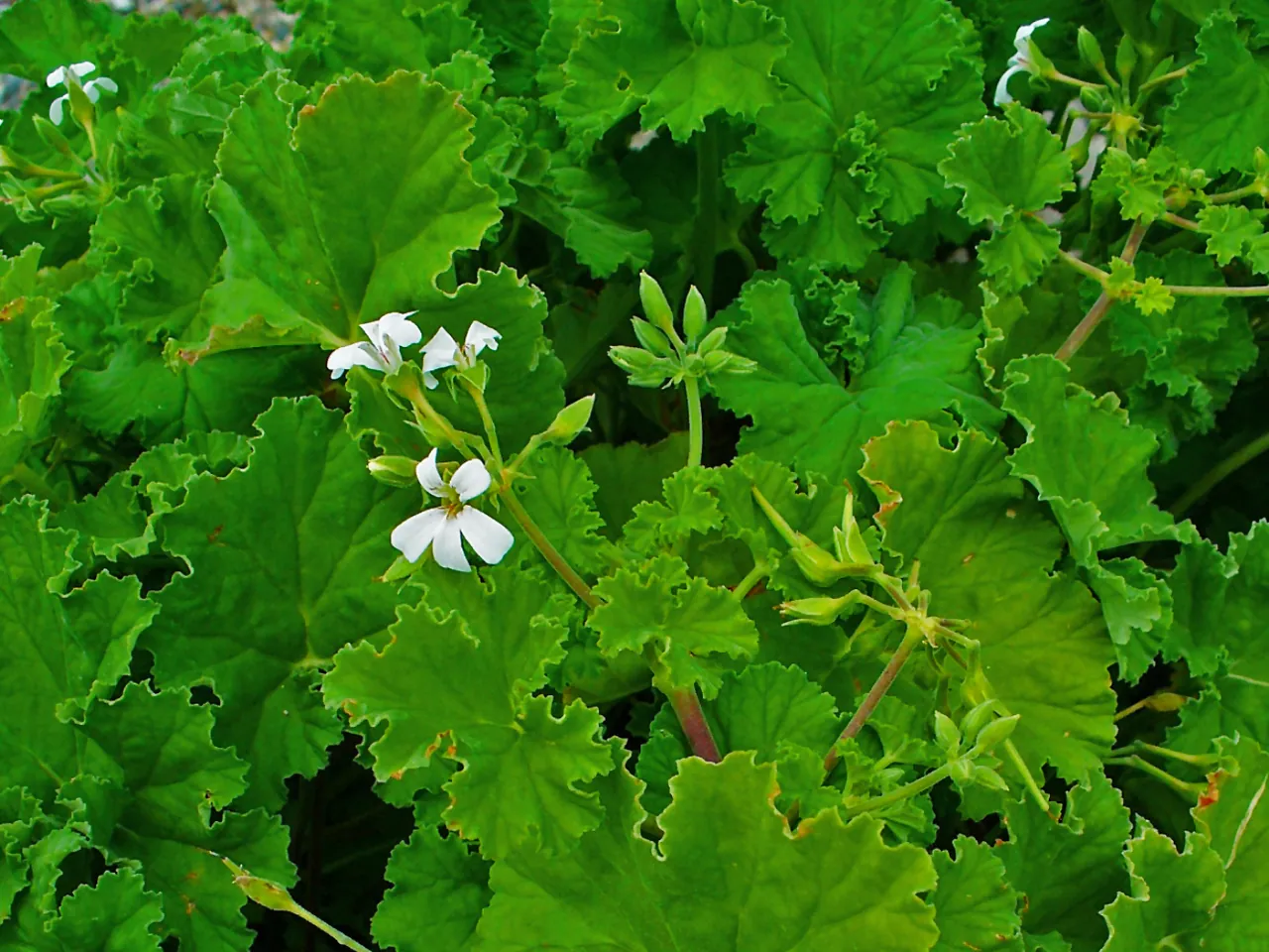 Scented Geramium