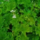 Scented Geramium