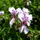 Ivy geranium