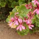 Geranium