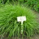 Pennisetum alopecuroides