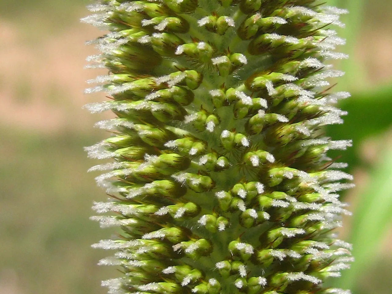 Bajra