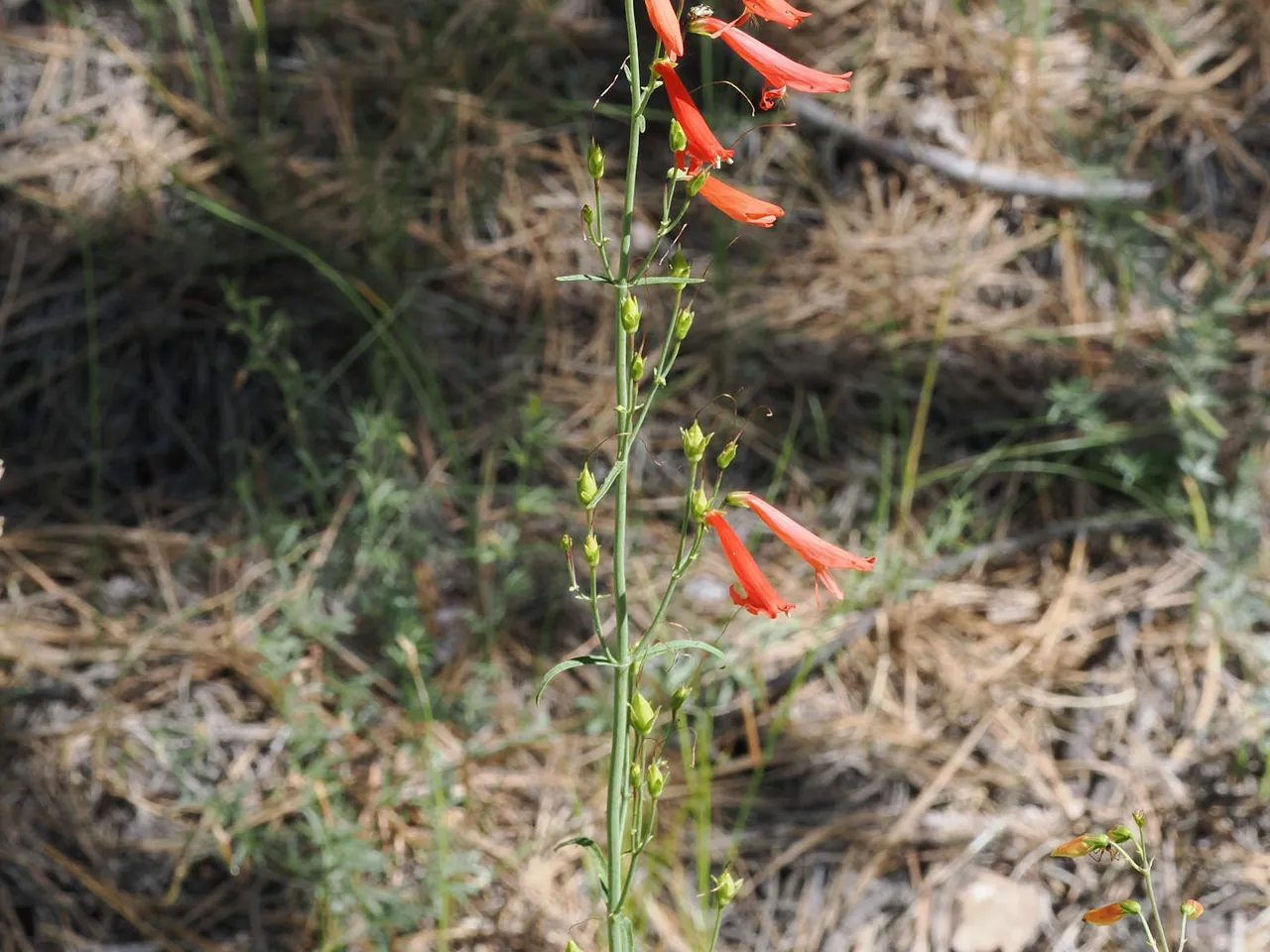 Penstemon barbatus