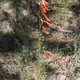 Penstemon barbatus