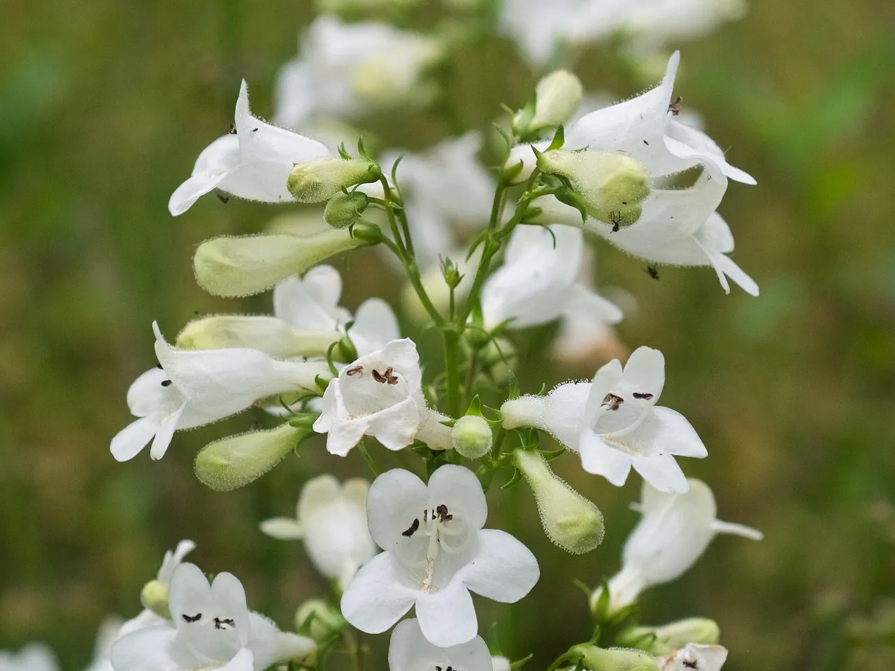 Smooth penstemon