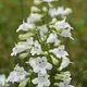 Smooth penstemon