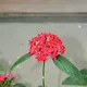 Pentas lanceolata