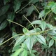 Peperomia alata