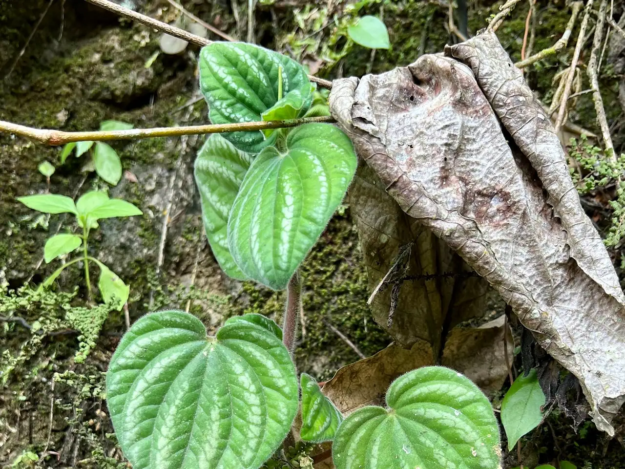 Peperomia albovittata