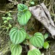 Peperomia albovittata