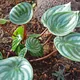 Watermelon peperomia