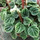 Emerald ripple peperomia