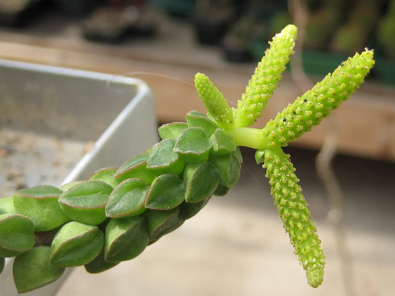 Peperomia columella