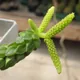 Peperomia columella
