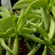 Peperomia dolabriformis