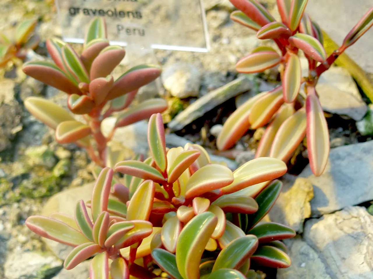 Peperomia graveolens